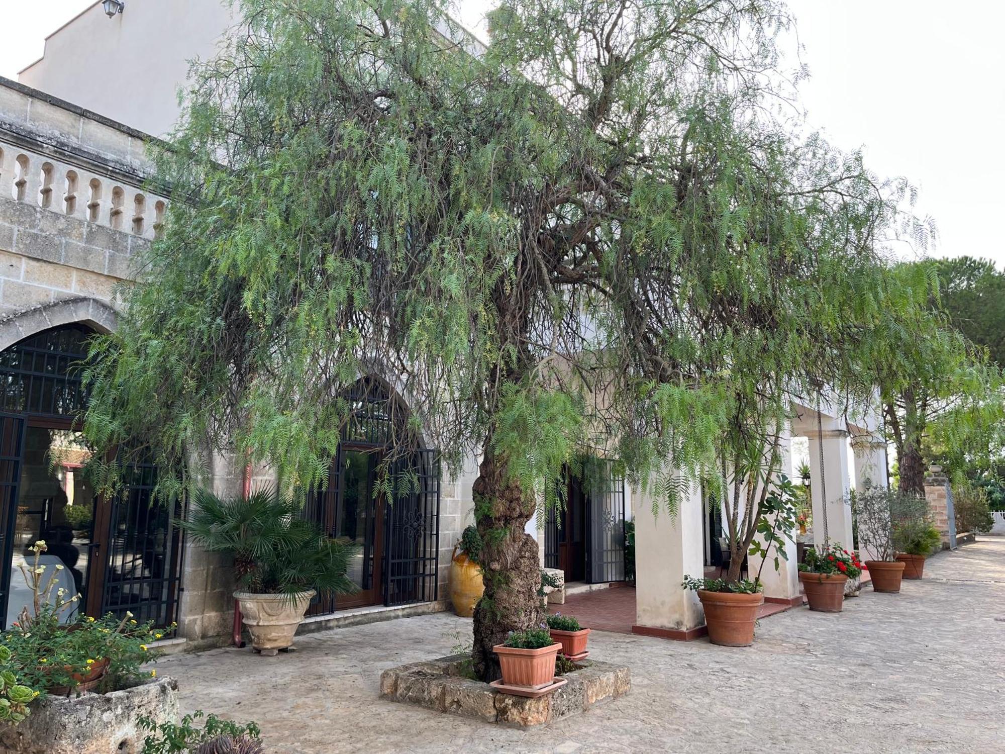 Masseria La Camardia Sava 外观 照片